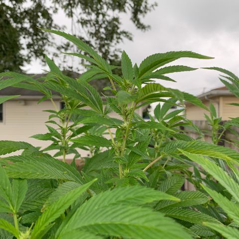 Candyland x Mac 1 growlog timeline photo