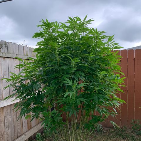 Candyland x Mac 1 growlog timeline photo