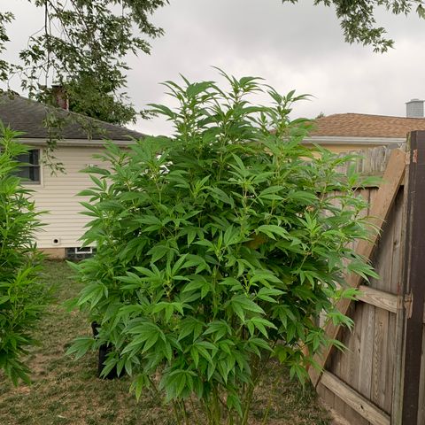 Candyland x Mac 1 growlog timeline photo