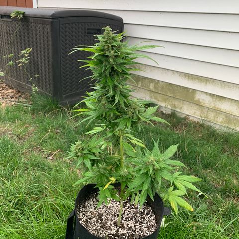 Amnesia 1 growlog timeline photo