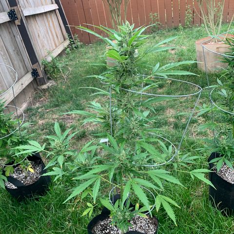 Amnesia 3 growlog timeline photo