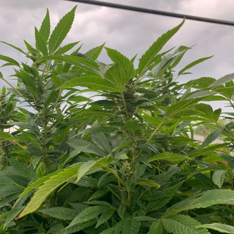 Candyland x Mac 1 growlog timeline photo