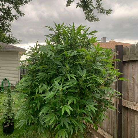 Candyland x Mac 1 growlog timeline photo