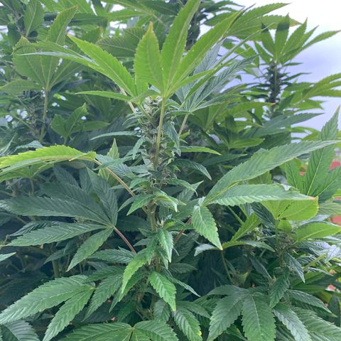 Candyland x Mac 1 growlog timeline photo
