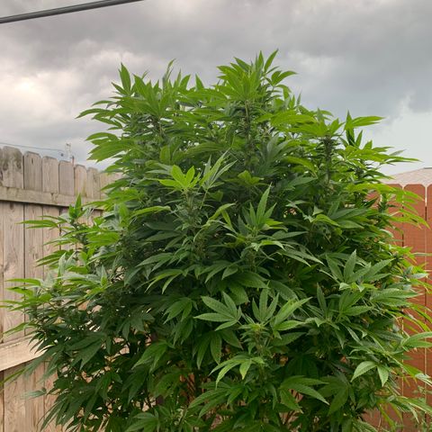 Candyland x Mac 1 growlog timeline photo