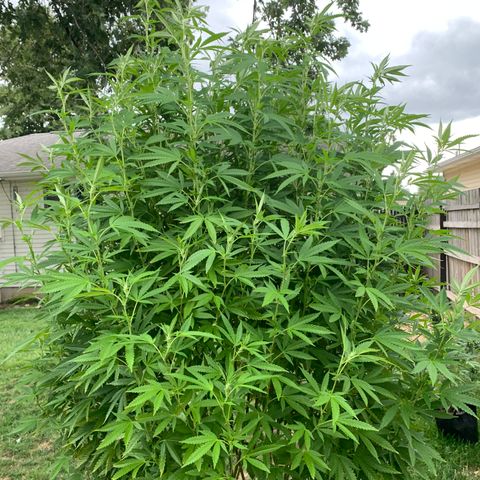 Vanilla Drip growlog timeline photo