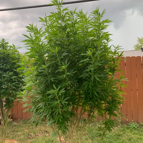 Vanilla Drip growlog timeline photo
