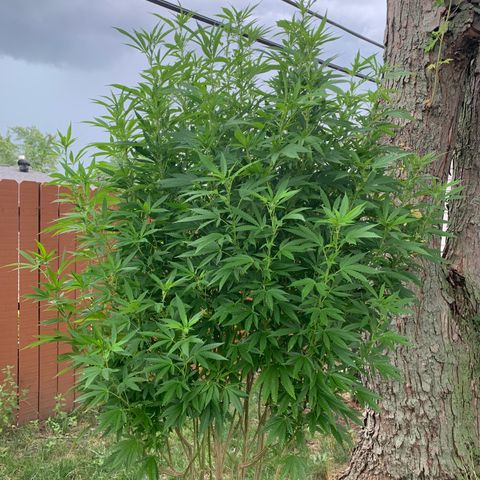 Vanilla Drip growlog timeline photo