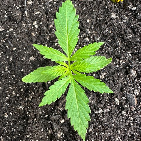 Lady growlog timeline photo