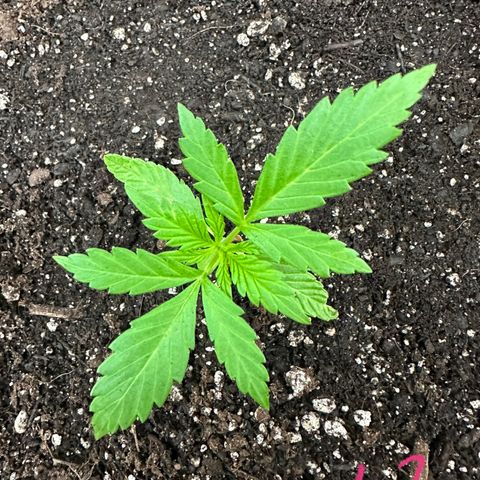 Lady growlog timeline photo