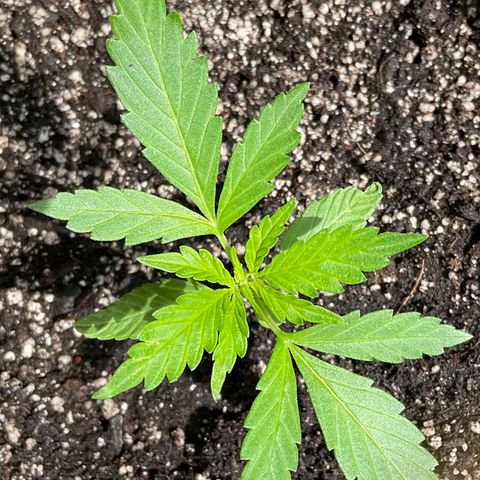 Lady growlog timeline photo