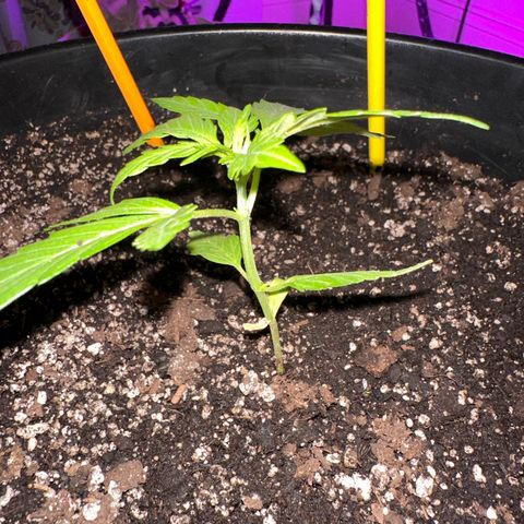 Lady growlog photo: I think lady is a lady, but she's a bit over eager.  I think I see the beginnings of flowers, and I can smell her for sure.  