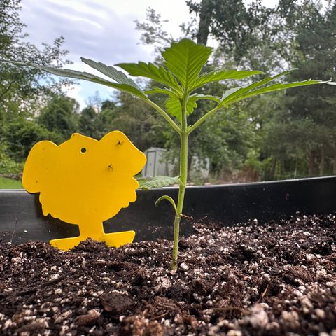 Lady growlog photo: Extra Light overnight to prevent early flower