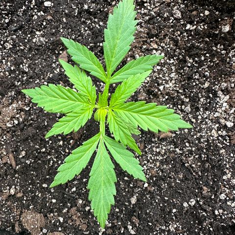 Lady growlog photo: Extra Light overnight to prevent early flower