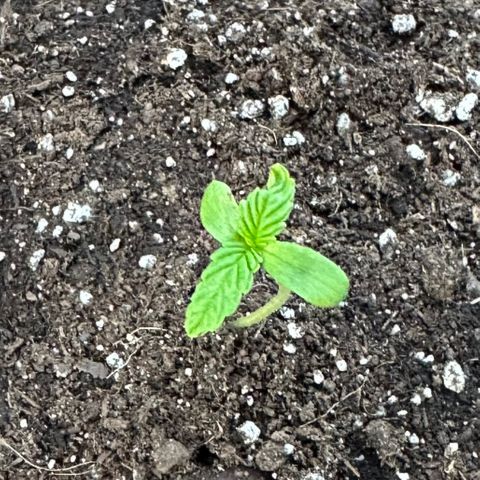 Lady growlog timeline photo