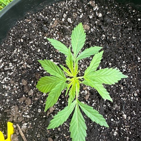 Lady growlog timeline photo