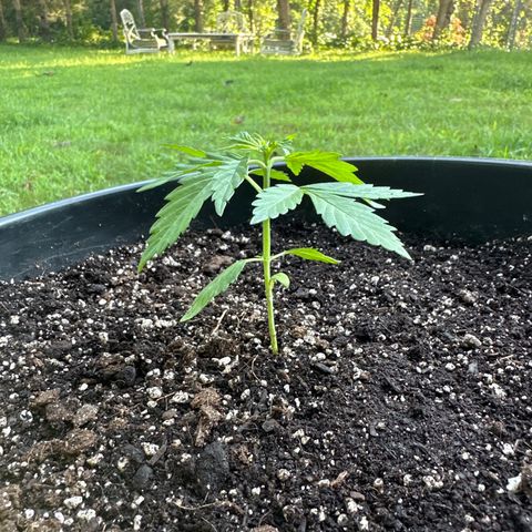 Lady growlog timeline photo