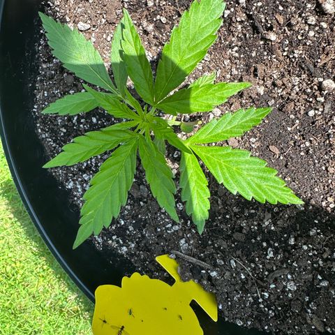 Lady growlog timeline photo