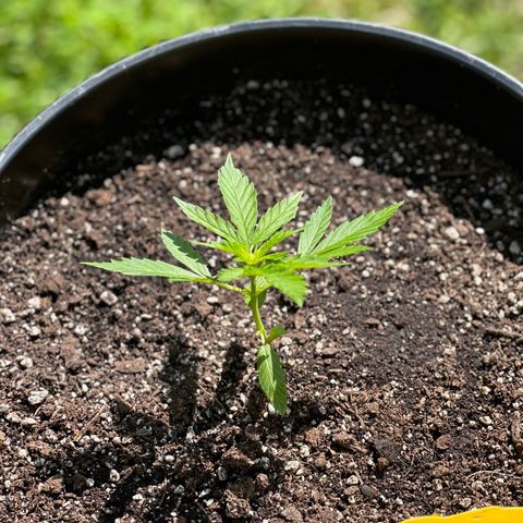 Lady growlog timeline photo