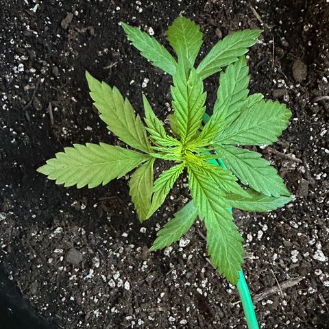 Lady growlog timeline photo