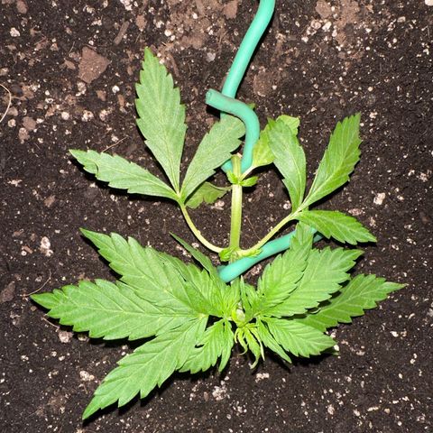 Lady growlog photo: Getting stinky! 