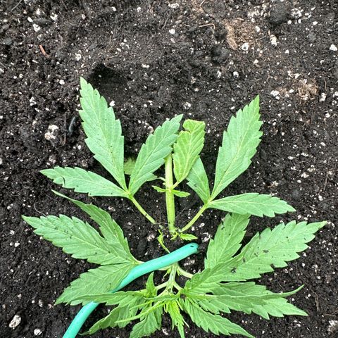 Lady growlog photo: Looking kind of scraggly.  I need to be gentler on the leaves