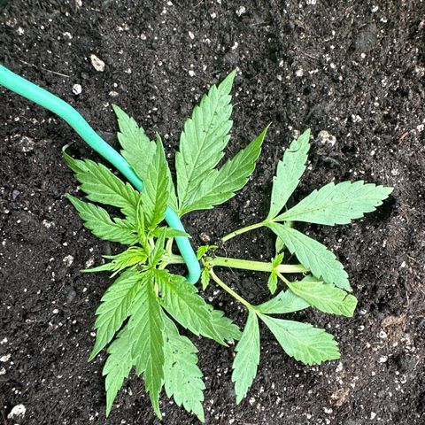 Lady growlog timeline photo