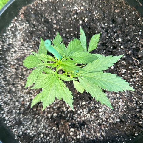 Lady growlog timeline photo