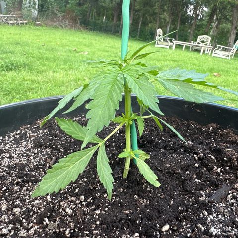 Lady growlog timeline photo