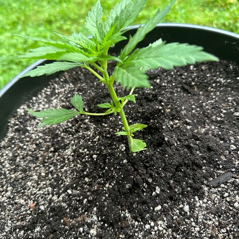 Lady growlog timeline photo