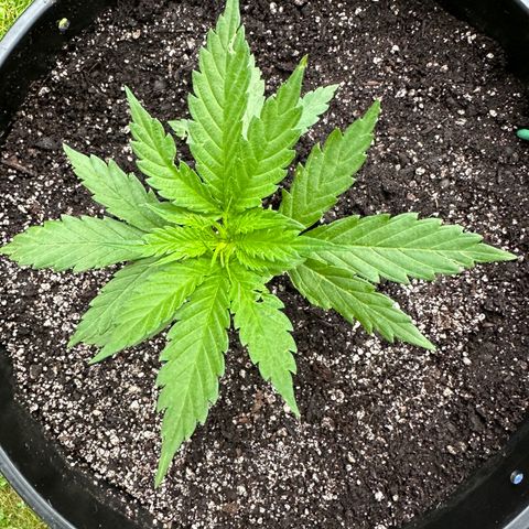Lady growlog timeline photo