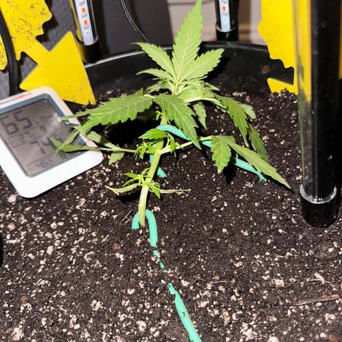 Lady growlog timeline photo