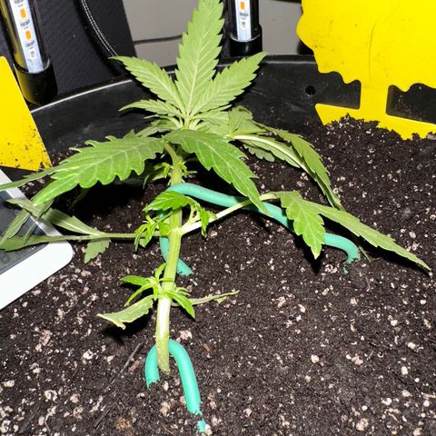 Lady growlog timeline photo