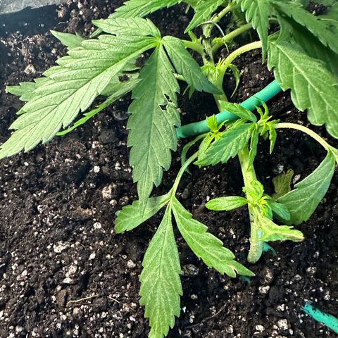 Lady growlog timeline photo