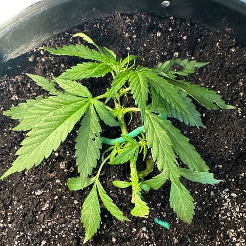 Lady growlog timeline photo