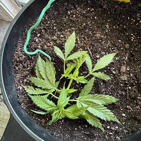 Lady growlog timeline photo