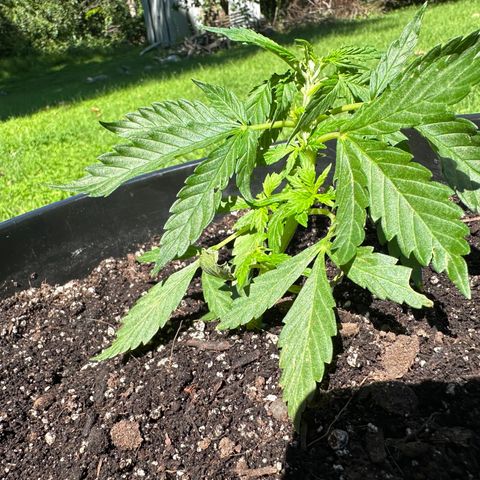 Lady growlog timeline photo