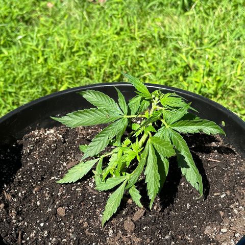 Lady growlog timeline photo