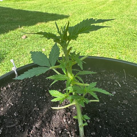 Lady growlog timeline photo