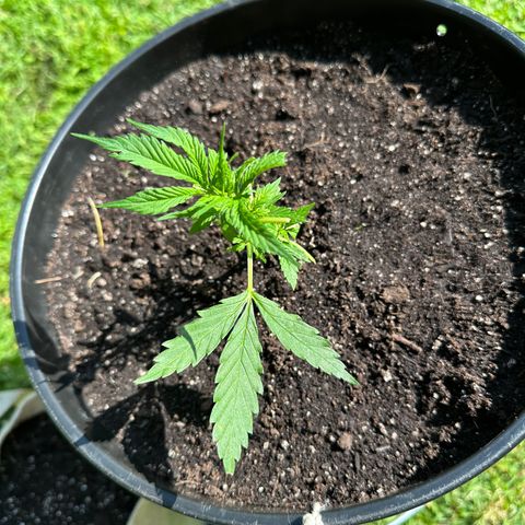 Lady growlog timeline photo