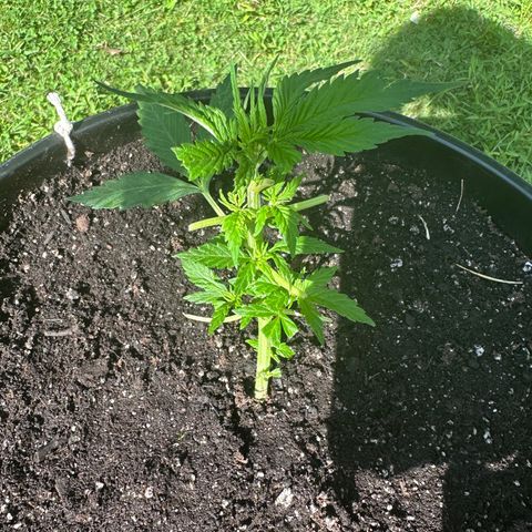 Lady growlog timeline photo