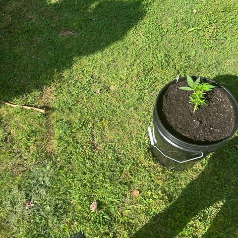 Lady growlog timeline photo