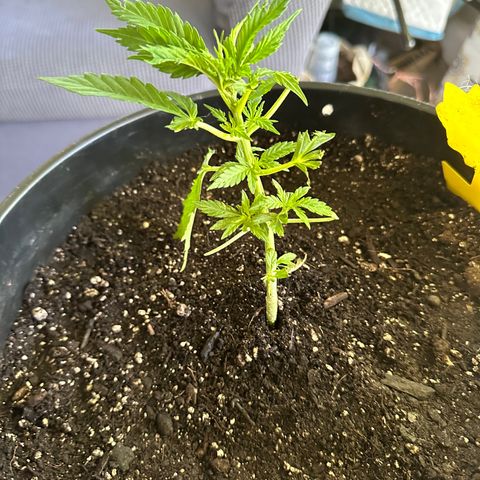 Lady growlog photo: Trimmed by Nessie ☹️