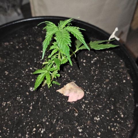 Lady growlog timeline photo
