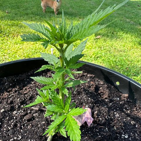 Lady growlog timeline photo