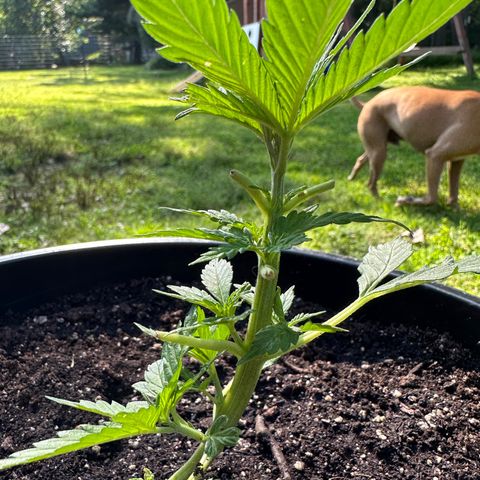 Lady growlog timeline photo