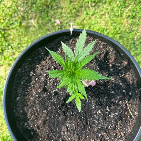 Lady growlog timeline photo
