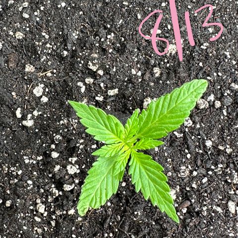 Lady growlog timeline photo