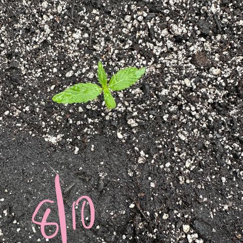 Lady growlog timeline photo