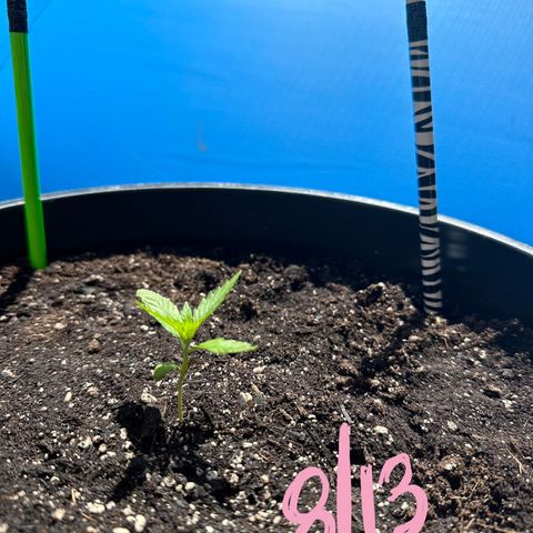 Lady growlog timeline photo